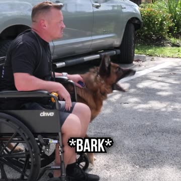 Thief Takes a Bite From a German Shepherd