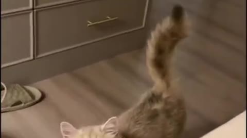Funniest Cats | Funny animals - Best cats 2022 of the tiktok