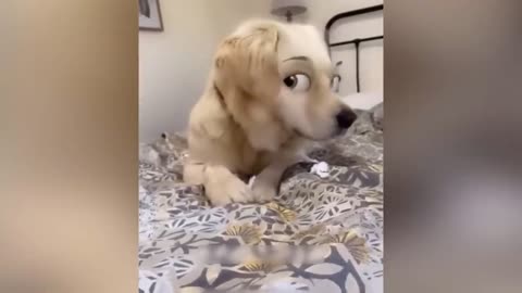 Funny Dogs And Cats Videos 2024