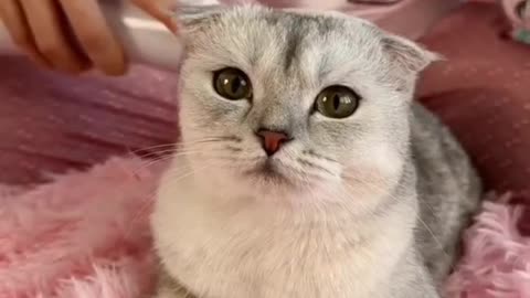 Cats Fighting and Meowing - These Two are Bloody Brothers _ Viral Cat