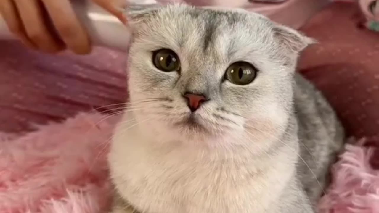 Cats Fighting and Meowing - These Two are Bloody Brothers _ Viral Cat