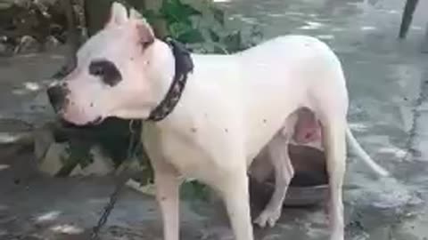 Dog argentino