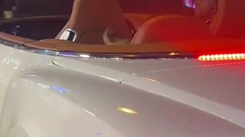 WATCH: Viral video featuring lion cub cruising around in a lavish Bentley