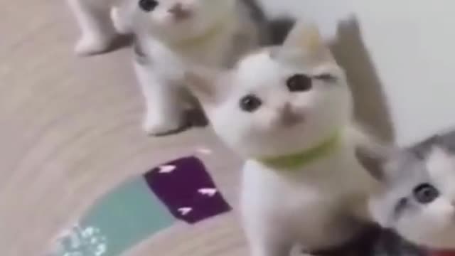 So Cute cats, best funny cats, lovely cats