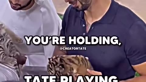 Tate Playing with tigers | Andrew tate