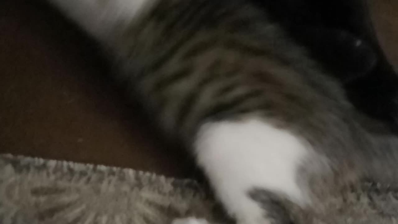 James and Button playing