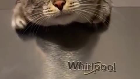 Best Animal Videos Of The Month