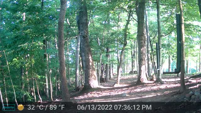 The Woods - 06/14/2022