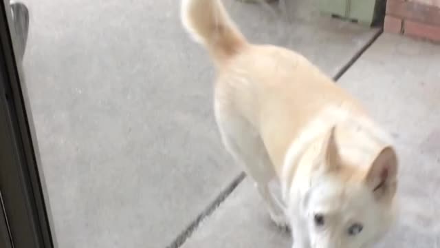 The Dog Wants "IN, Please"