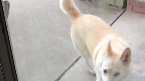 The Dog Wants "IN, Please"