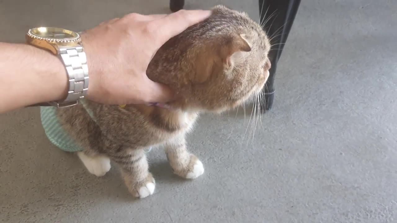 How Cat React When Seeing Stranger 1st Time - Running or Being Friendly 13