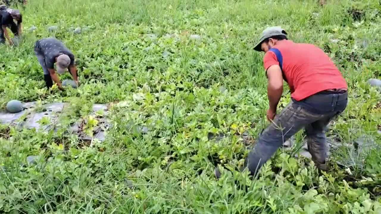 Panan Buah Semangka / watermelon harvest indonesian