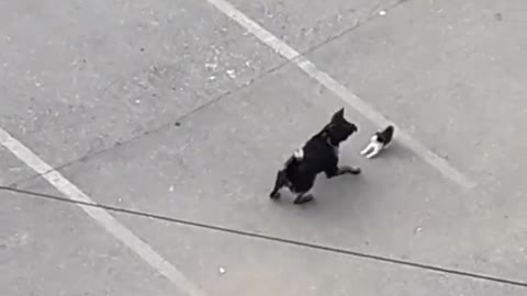 Dog vs cat teal fight