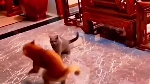 Funny 😂😂 🐕 dogs and cat clips best video for kids