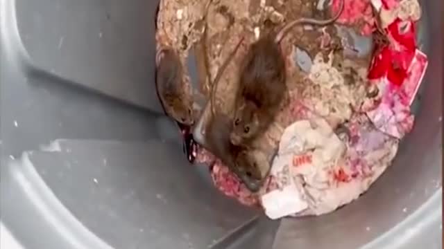 Best of these amazing animals video- wait for it😂🤣