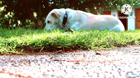 Cute dog. Cutest dog in the world.