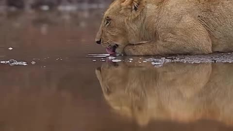 The lion and his family in one frame❤️