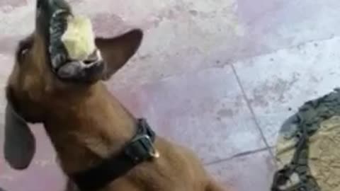 Beautiful dog eating something