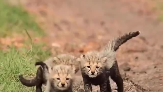 Most Beautiful Expression of Cheetha 🐆 babies