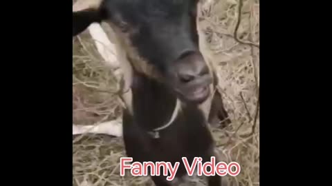 Fanny Video 😄😃