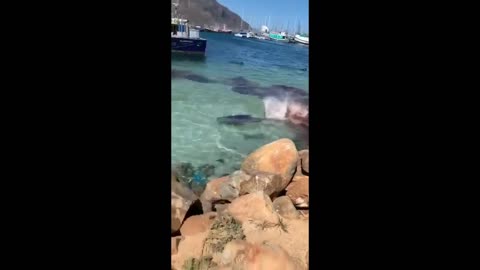 WHAT🤔THE F#CK👀IS💥ATTACKING⚔️THIS🦈SHARK❓❓❓