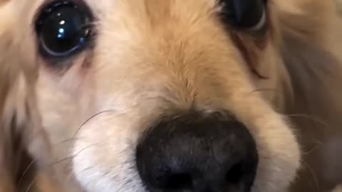 Dog want to become squirrel :)