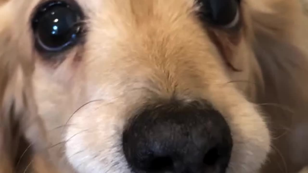 Dog want to become squirrel :)