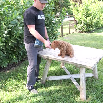 When Should You Start Obedience Training?