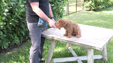 When Should You Start Obedience Training?
