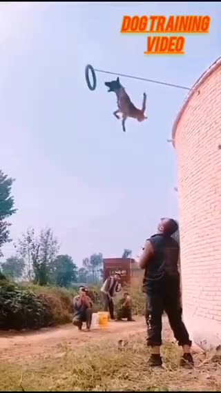 Full training video of dog 🐕😀