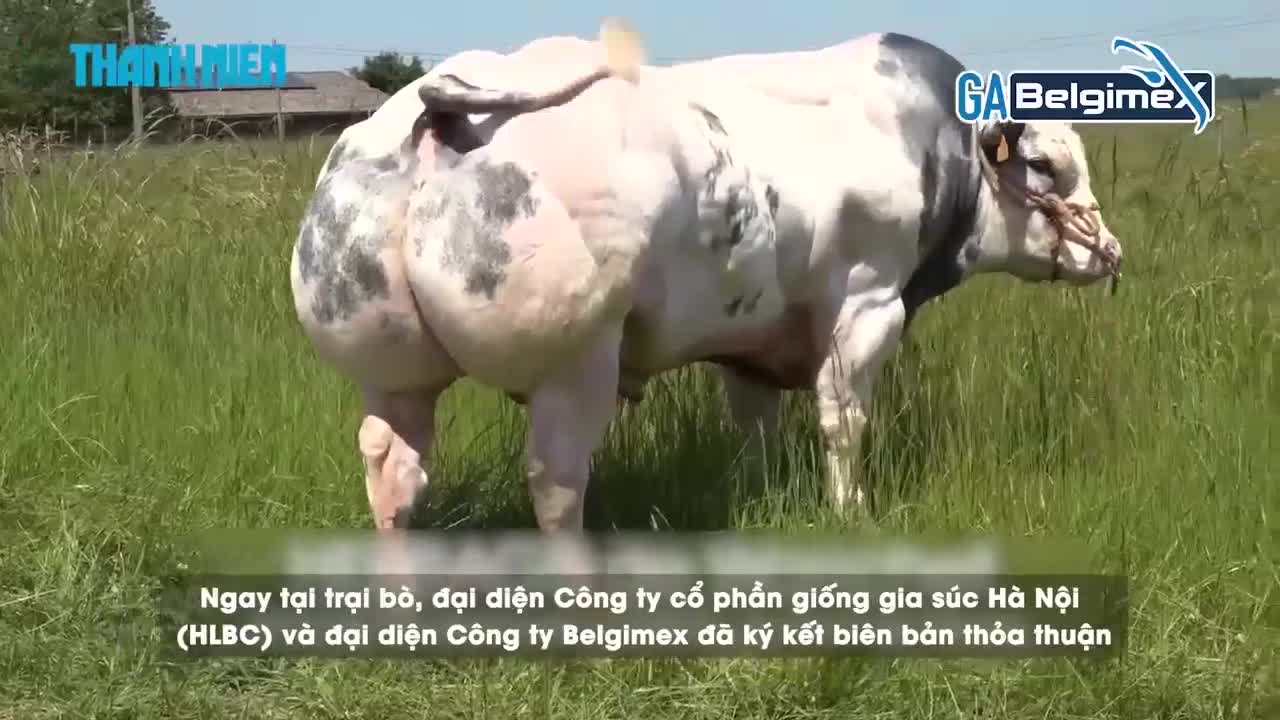 Việt Nam sắp có giống siêu bò “cơ bắp”, nặng hơn 1 tấn mỗi con
