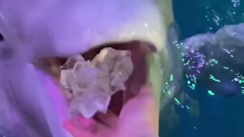 Dolphins ice cube times.😲😲😳