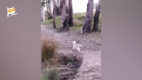 Funny Animals Videos - Cat & Dog