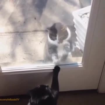 Let me in (nooooooooo!!!) 🤣😼🔫🐈🖤❤️