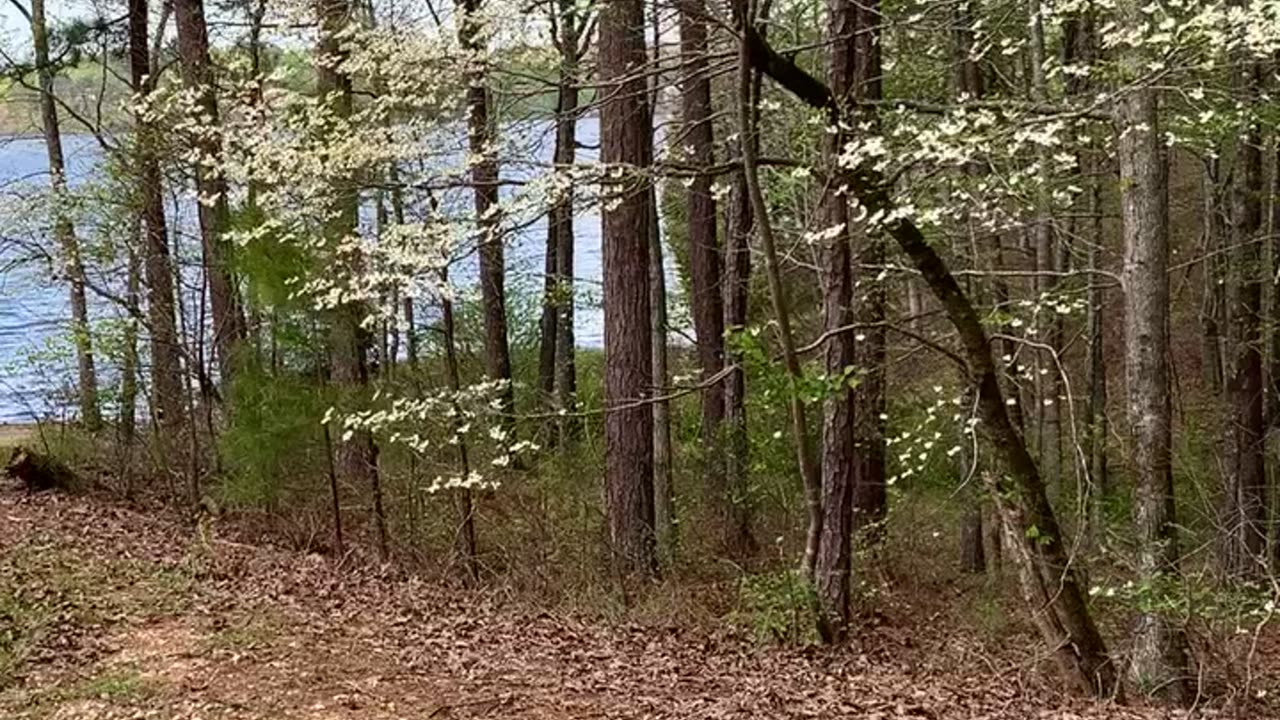 Lots of wild dogwood trees.
