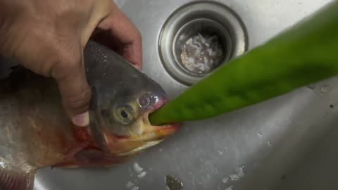 Does it bite?
