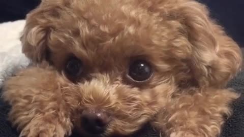 Only by raising a dog can we know how happy we are