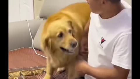 The mischief of the dog to its owner, the dog is lifting the owner from the couch to sit on his own