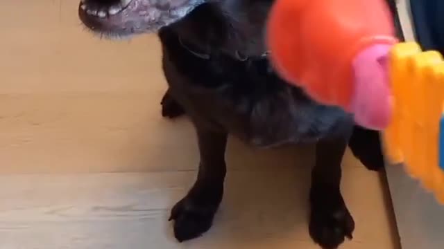 Big Dog afraid of Robot hand?