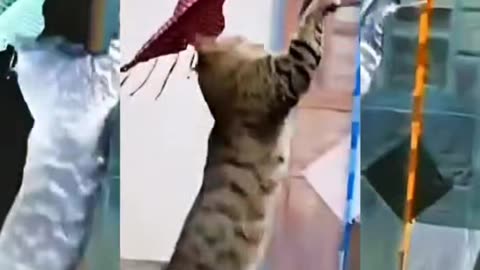 What a player my sweet funny cat