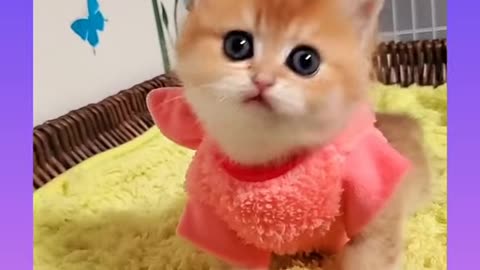Cute and Funny Cat Videos Compilation 2021_