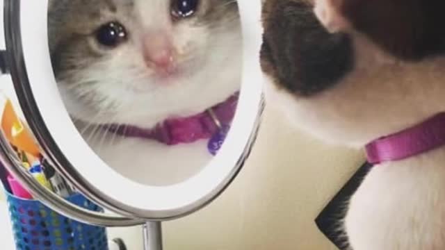 Comment the next song