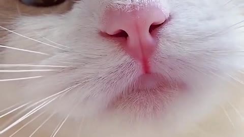 funny cats meow baby cute compilation