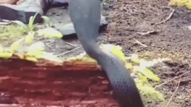 PENCINTA BINATANG DAN KICAU BURUNG