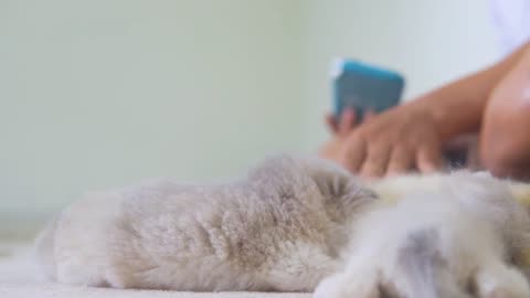 Mom cats call her kittens to eat milk showing her love them