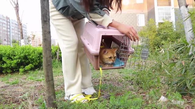 Take the little father-in-law cat to water the egg tree. Egg Tree: Thank you, young man
