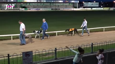 Race-Best Dog Race 2019 - Greyhound Racing 🔥