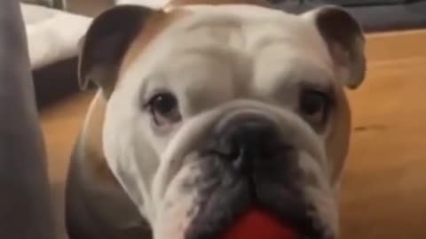Does your dog cling to you?
