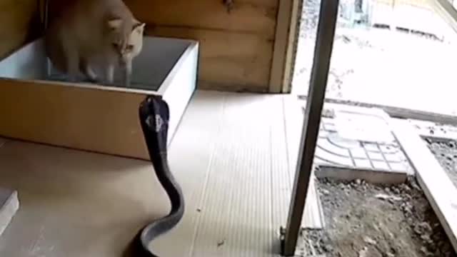 The viper wanted to attack the kitten, and the mother cat risked her death to repel it