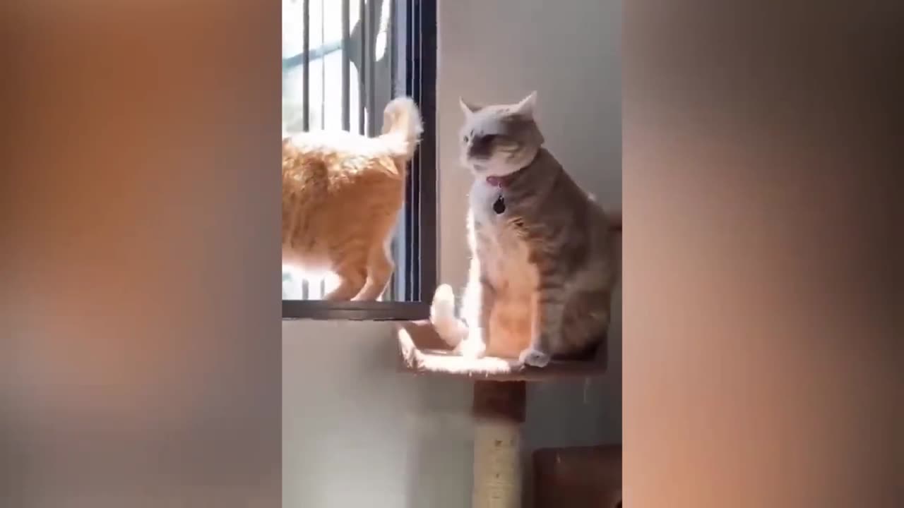 A normal day of cats part 2